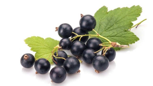 wanneer blackcurrant in seizoen eten?